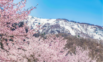桜とスキー場